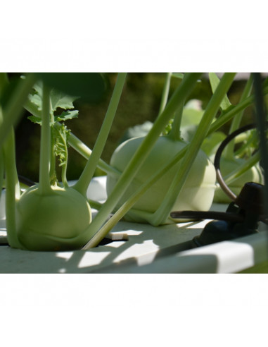 Mobiles Hochbeet Starter Set