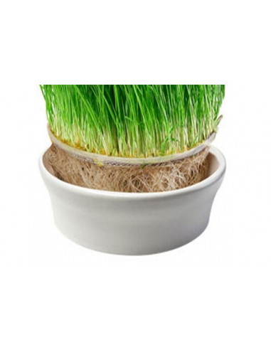 Weizengras - Sieb 23 cm "weiß"