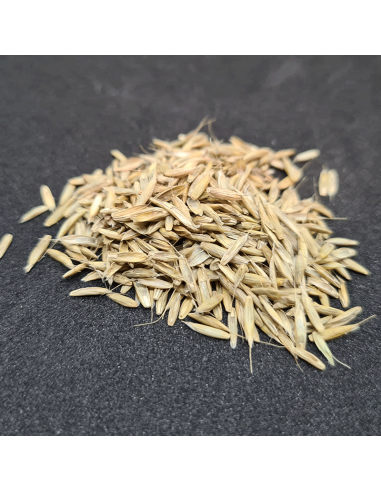 Bio Italienisches Raygras