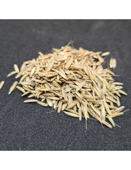 Bio Italienisches Raygras