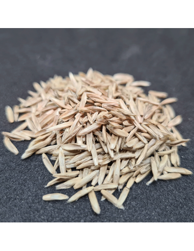 Bio Englisches Raygras