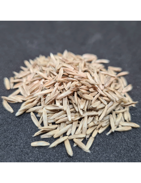 Bio Englisches Raygras