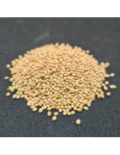 Bio Inkarnatklee 2