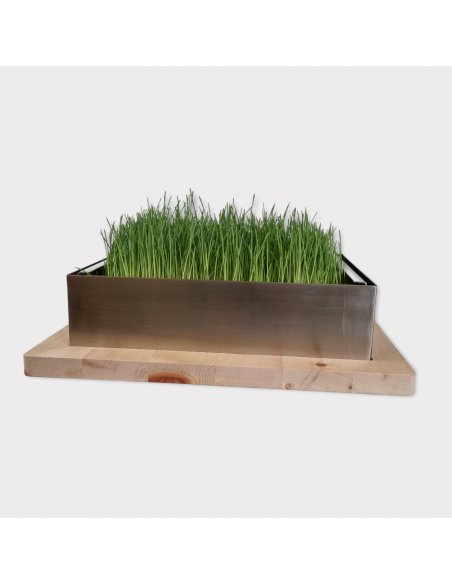 Gerstengrasbox auf Zirbenbrett Gerstengrasbox auf Zirbenbrett