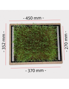 Gerstengrasbox auf Zirbenbrett 2