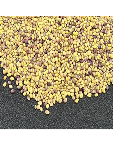 Bio Alfalfa (Luzerne)