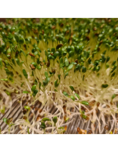 Bio Alfalfa (Luzerne)